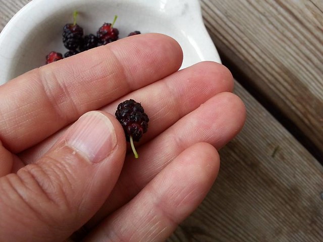 Mulberries Are Not Just For The Birds | The Garden Of Eating