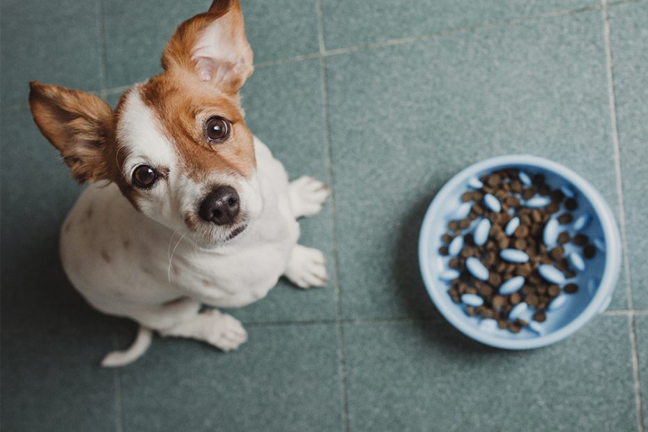 Tips To Stop Your Dog From Eating Too Fast + 6 Best Slow Feeder Bowls · The  Wildest
