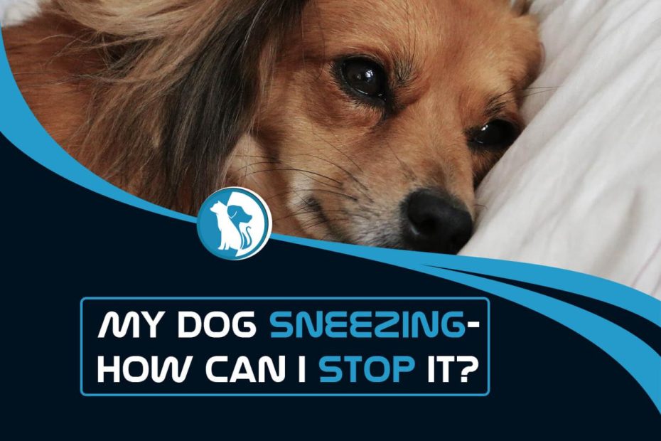 Why Is My Dog Sneezing And How Can I Stop It?