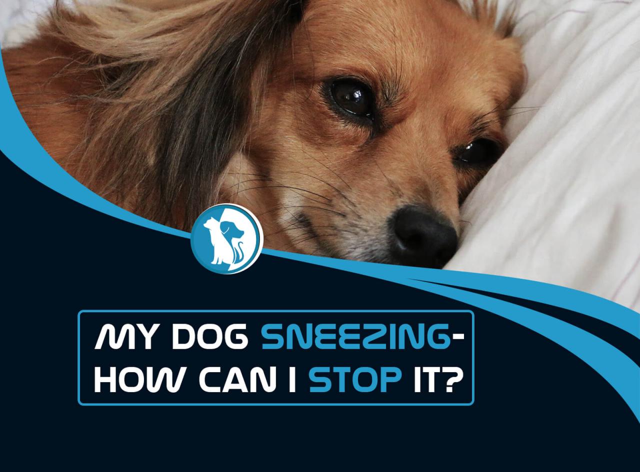 Why Is My Dog Sneezing And How Can I Stop It?