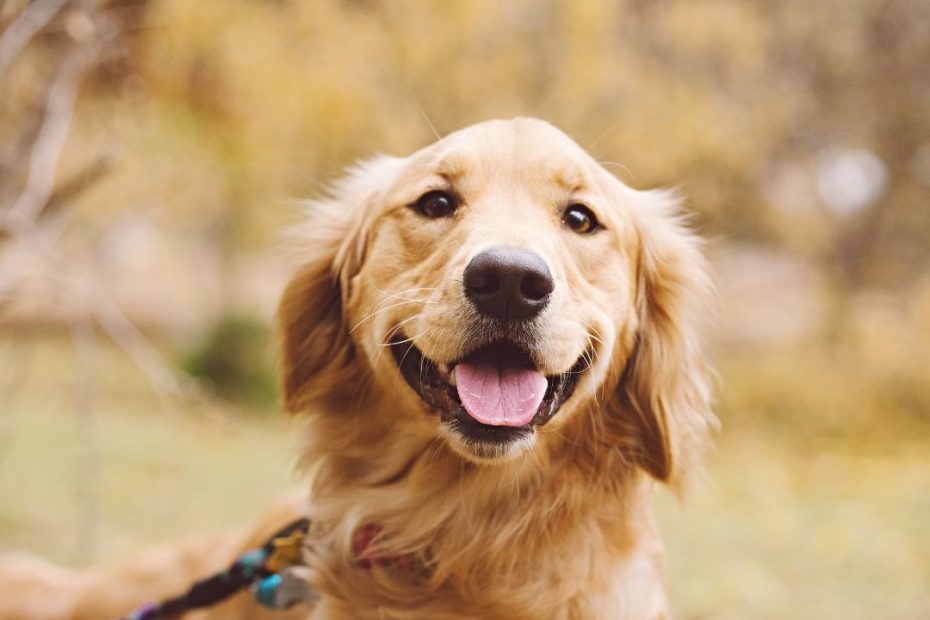 Golden Retriever Service Dog - Everything You Need To Know | Pettable – Esa  Experts