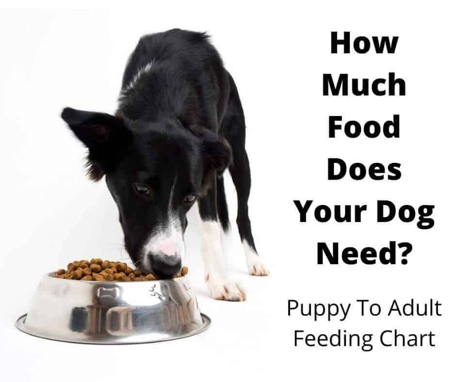 How Much Grain Should A Dog Eat: Is Bread A Good Bait For Fishing?