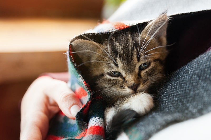 How To Keep Cats Warm And Healthy In Winter