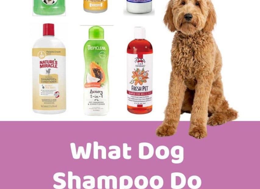 What Do Groomers Use To Bathe Dogs Essential Tips