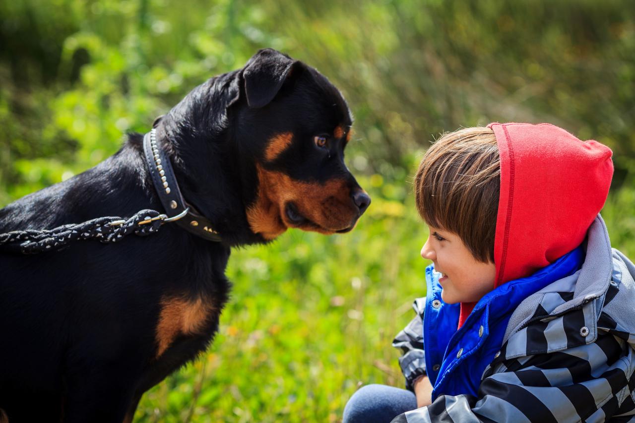 Why Do Some Dogs Bite While Others Dont? Exploring Canine Behavior