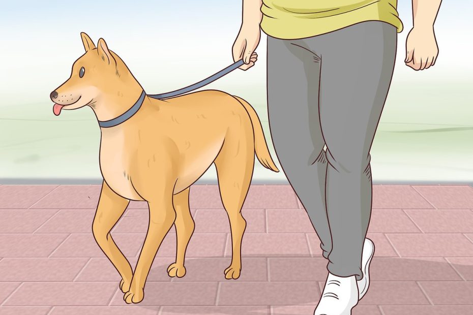 How To Help An Old Dog Up The Stairs: 10 Steps (With Pictures)