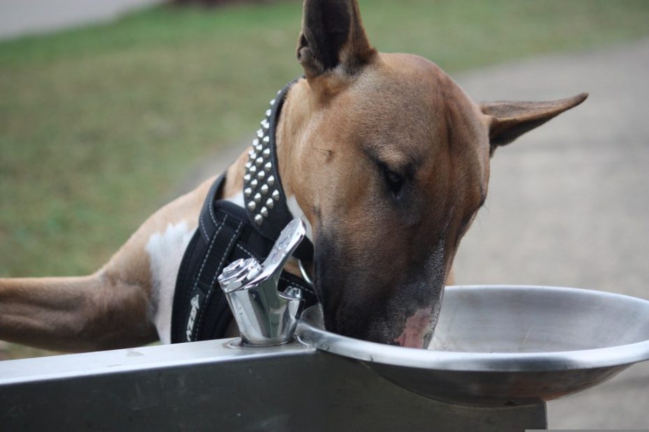 Dog Drinks A Lot Of Water? This Is Why And What To Do | Pawtracks
