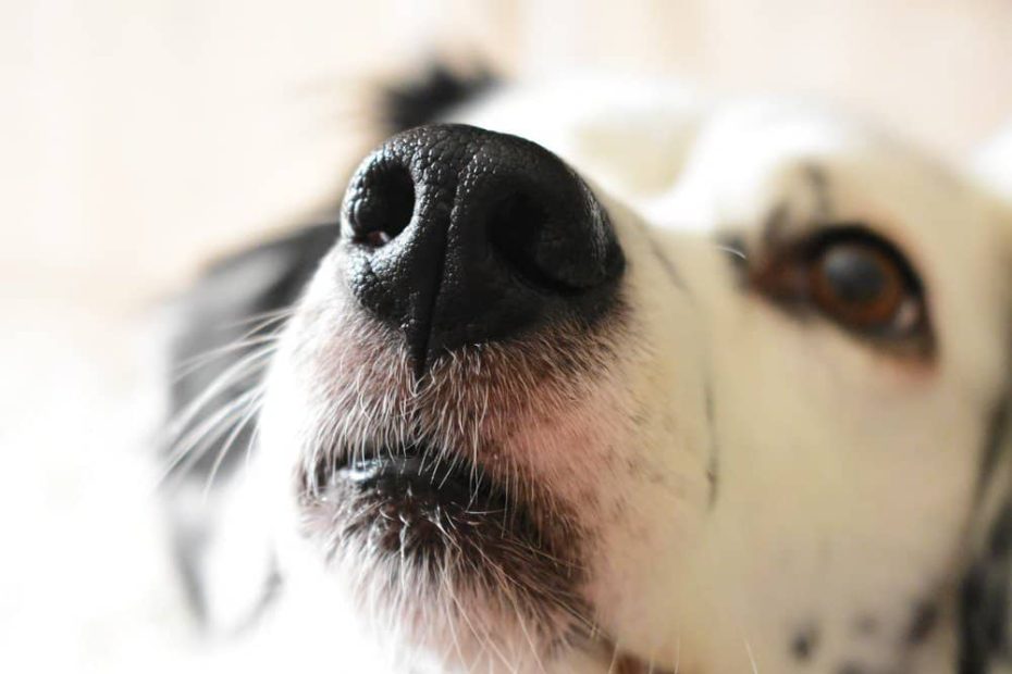 Dog Stuffy Nose: Causes And Treatment