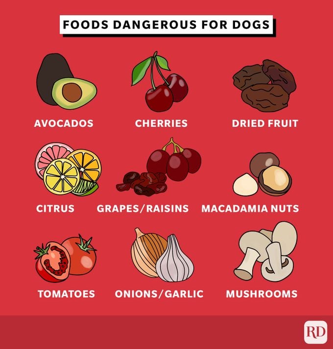 What Fruits And Vegetables Can Dogs Eat? | Food Safety For Pets | Trusted  Since 1922