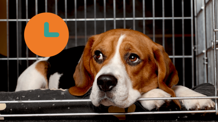 How Long Can Dogs Stay In A Crate? How To Use The Crate Responsibly -  Pawsafe