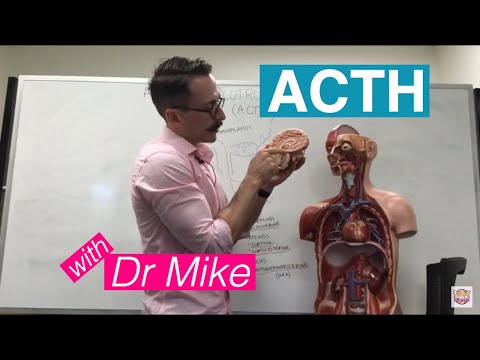 Adrenocorticotropic Hormone (ACTH) | Adrenal Gland