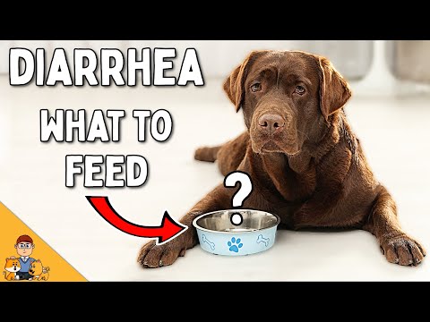 You'Re Feeding Your Dog With Diarrhea Wrong (Home Treatment Vet Advice) -  Youtube
