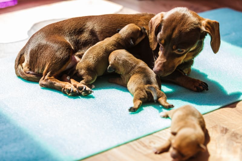 Is Your Dog Pregnant? Signs & What To Do | Ypsilanti Vet