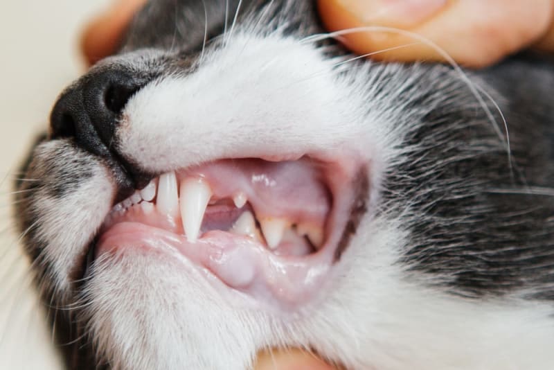 Common Cat Dental Problems | Riverside County Vets