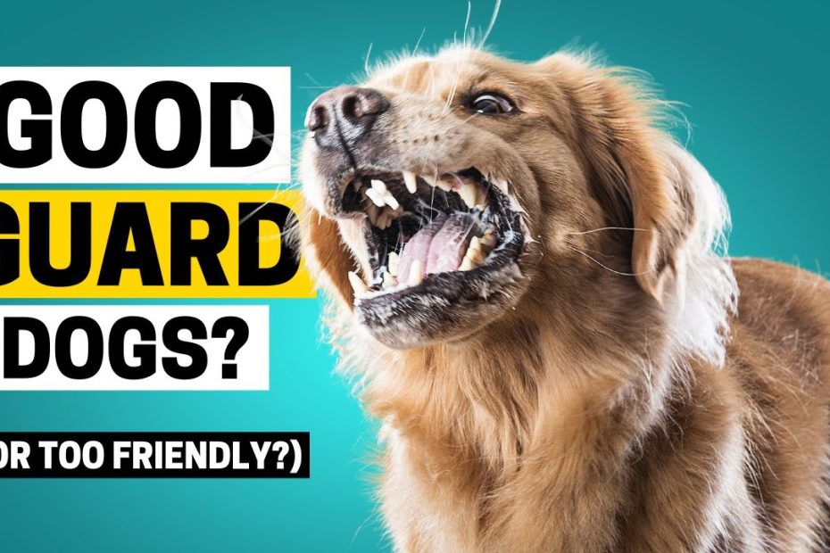 Can Golden Retriever Be A Guard Dog? - Youtube