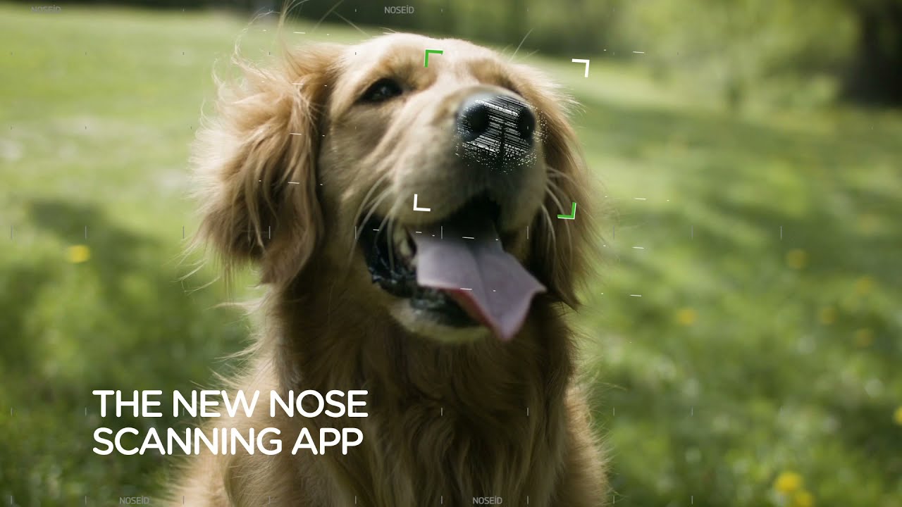 Identify A Lost Dog With Noseid: Scan Snouts With Image-Detection Tech |  Petapixel