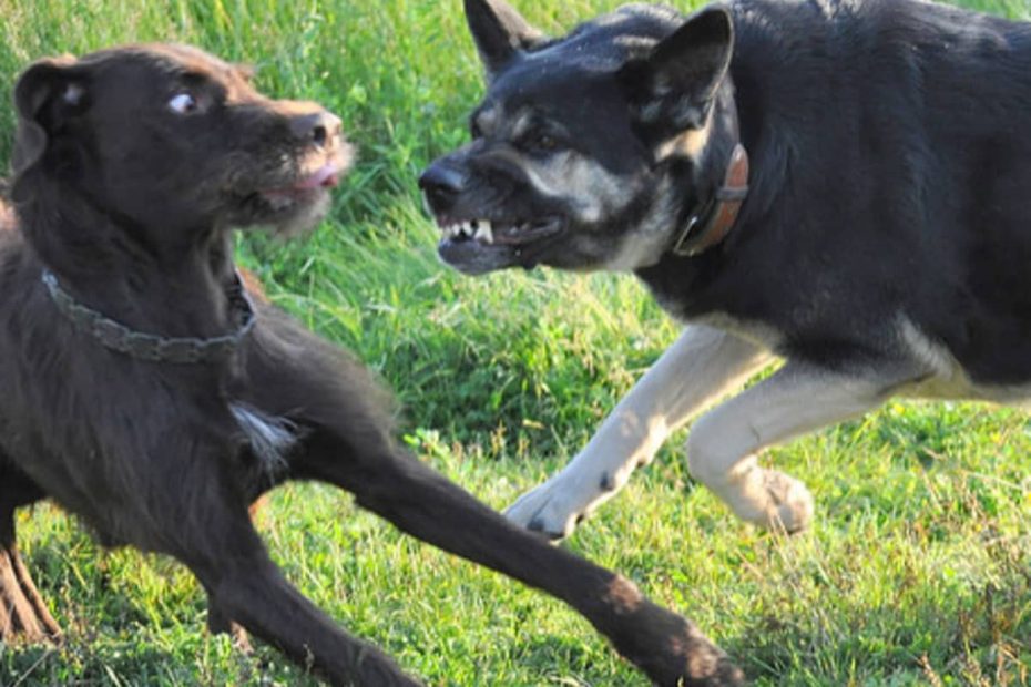 How To Protect Your Dog From Being Attacked: 4 Strategies - Pethelpful
