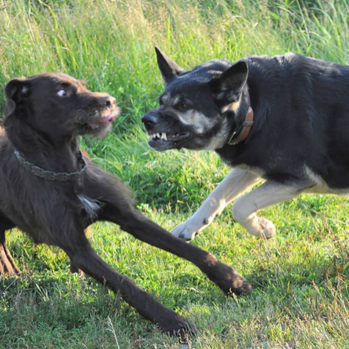 How To Protect Your Dog From Being Attacked: 4 Strategies - Pethelpful