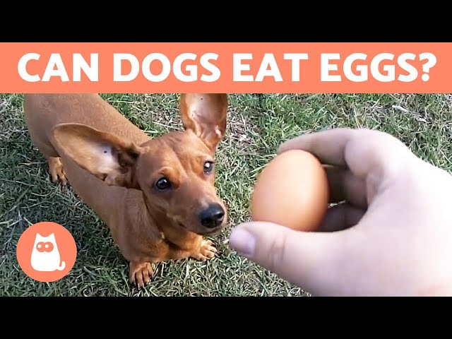 Can Dogs Eat Eggs? - Raw, Cooked Or With Shell? - Youtube