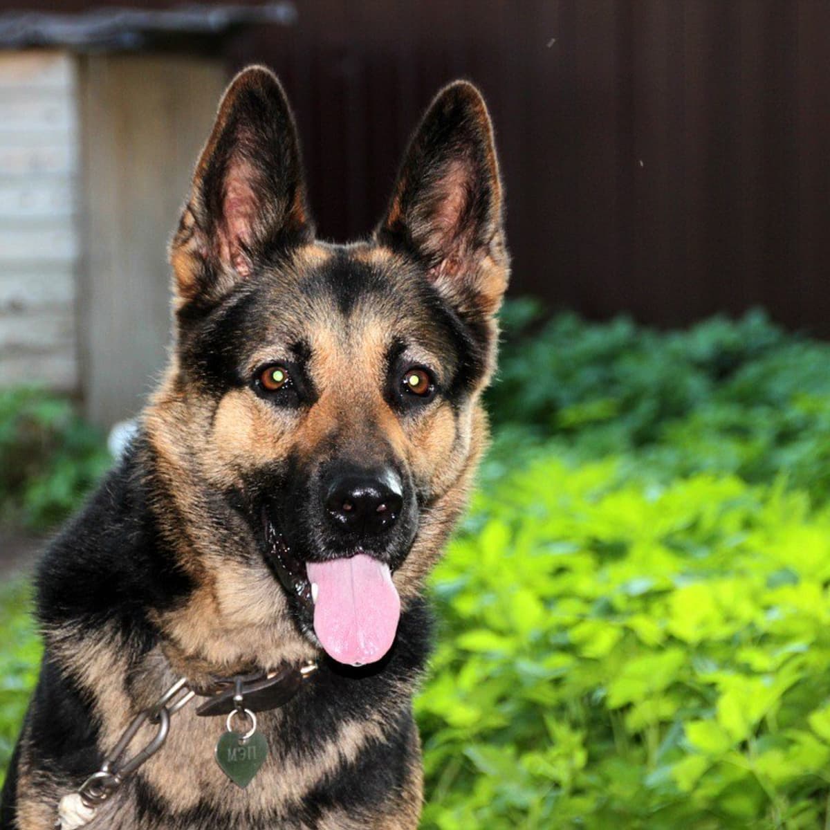 Different Types Of Short-Haired German Shepherds - Pethelpful